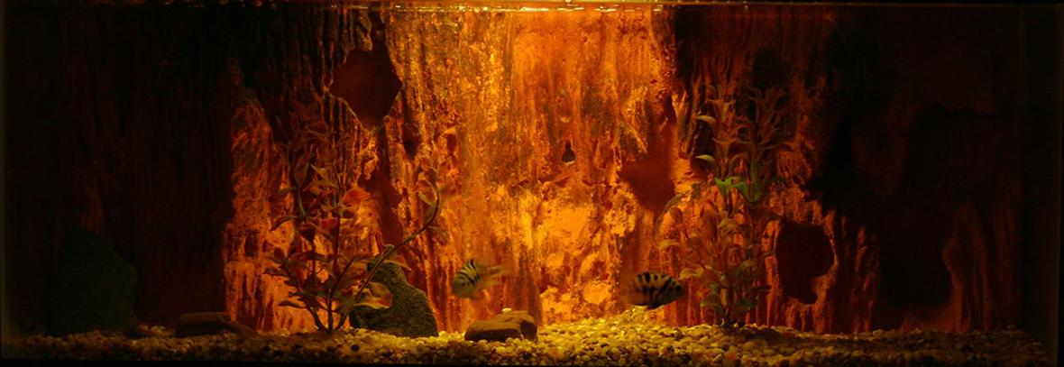 20 gallons freshwater fish tank (mostly fish and non-living decorations) - 20 Gallon Tank with DIY background and a pair of Convict Cichlids.