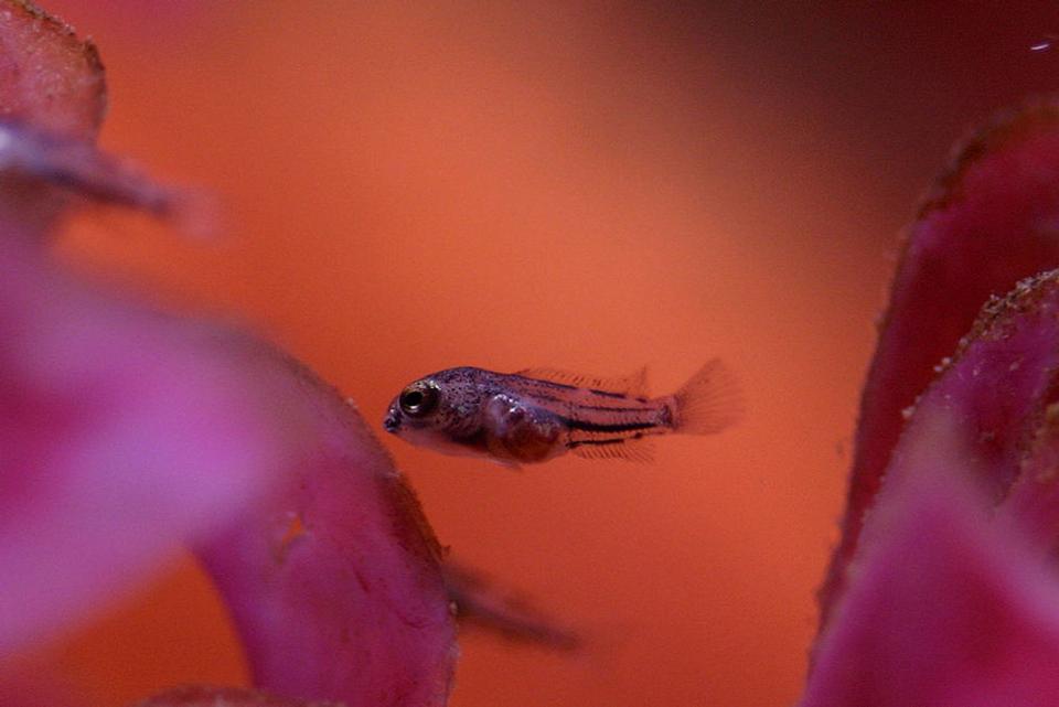 freshwater fish - archocentrus nigrofasciatus - black convict cichlid stocking in 20 gallons tank - 3 week old convict fry