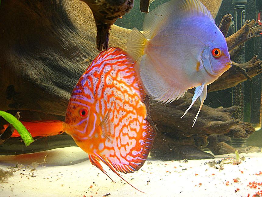 Rated #9: Freshwater Fish - Symphysodon Sp. - Blue Diamond Discus Stocking In 55 Gallons Tank - the king and queen of my tank.
unfortunately, both have passed.