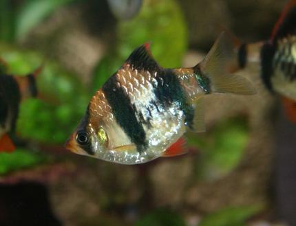 freshwater fish - puntius tetrazona - tiger barb stocking in 45 gallons tank - Tiger Barb (Puntius tetrazona)
approx. 2 years old