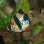 freshwater fish - puntius tetrazona - tiger barb stocking in 45 gallons tank - Tiger Barb (Puntius tetrazona) approx. 2 years old