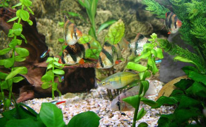 freshwater fish - puntius tetrazona - tiger barb stocking in 45 gallons tank - Tiger Barbs and Rams always want to know whats going on