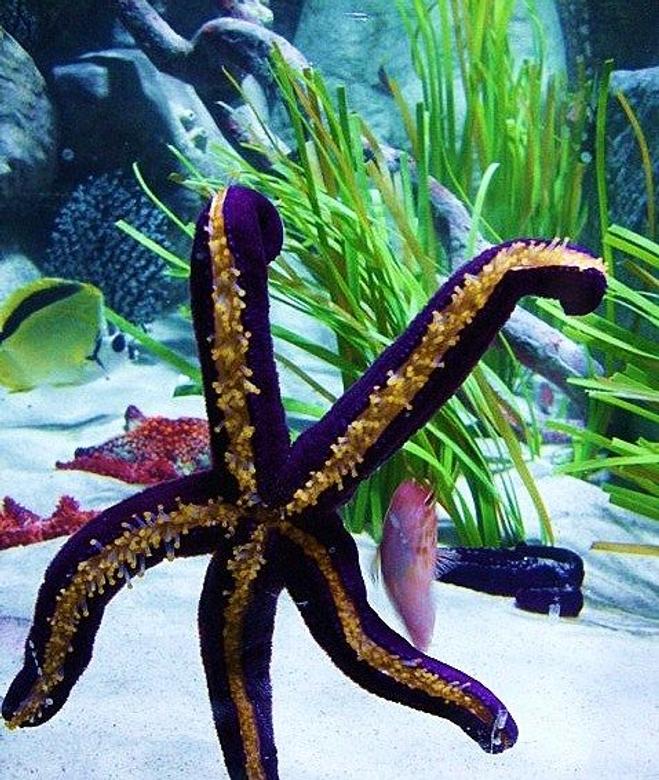 corals inverts stocking in 40 gallons tank - starfish and hawk fish