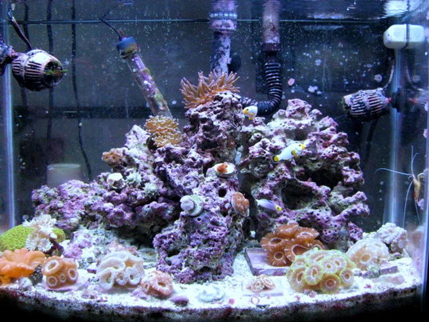 Rated #92: 28 Gallons Reef Tank - 28g bow front, 18 acans, 4 micromusa's,pink bubble tip anemone,wrath of grapes favid,cleaner shrimp,helfrichi firefish,pair of maine blizzard perculas,3 peppermint shrimp