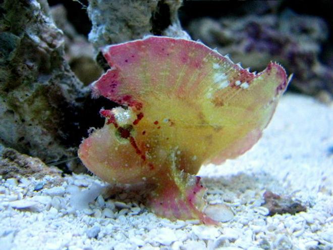 saltwater fish - taenianotus triacanthus - leaf fish stocking in 28 gallons tank - leaf scorpion