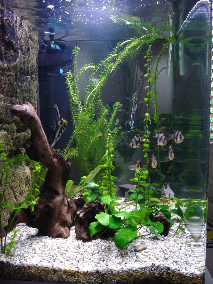 Rated #31: 45 Gallons Freshwater Fish Tank - Side view