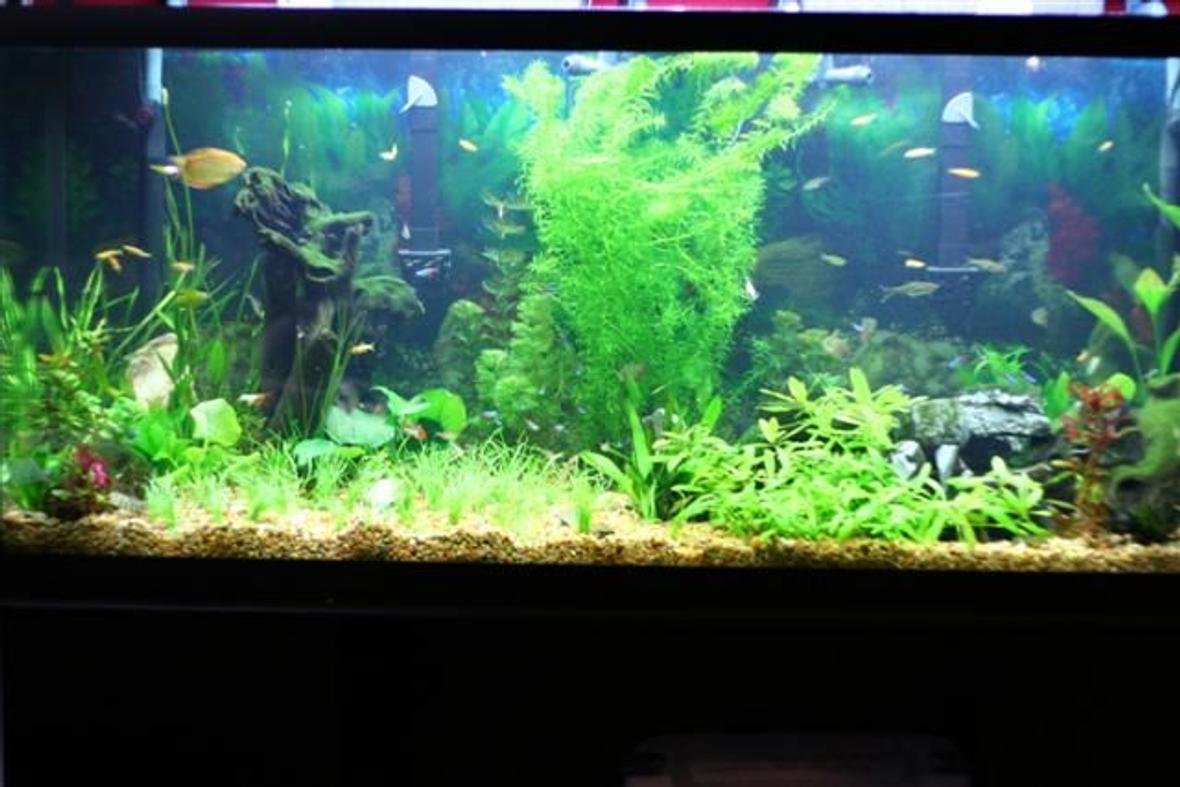 125 gallons planted tank (mostly live plants and fish) - This is the same tank, with out the ferns on the side and the new Grass in the middle