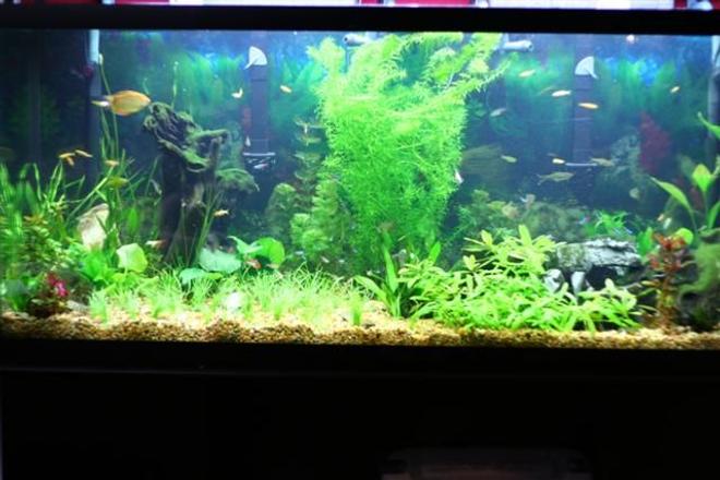125 gallons planted tank (mostly live plants and fish) - This is the same tank, with out the ferns on the side and the new Grass in the middle