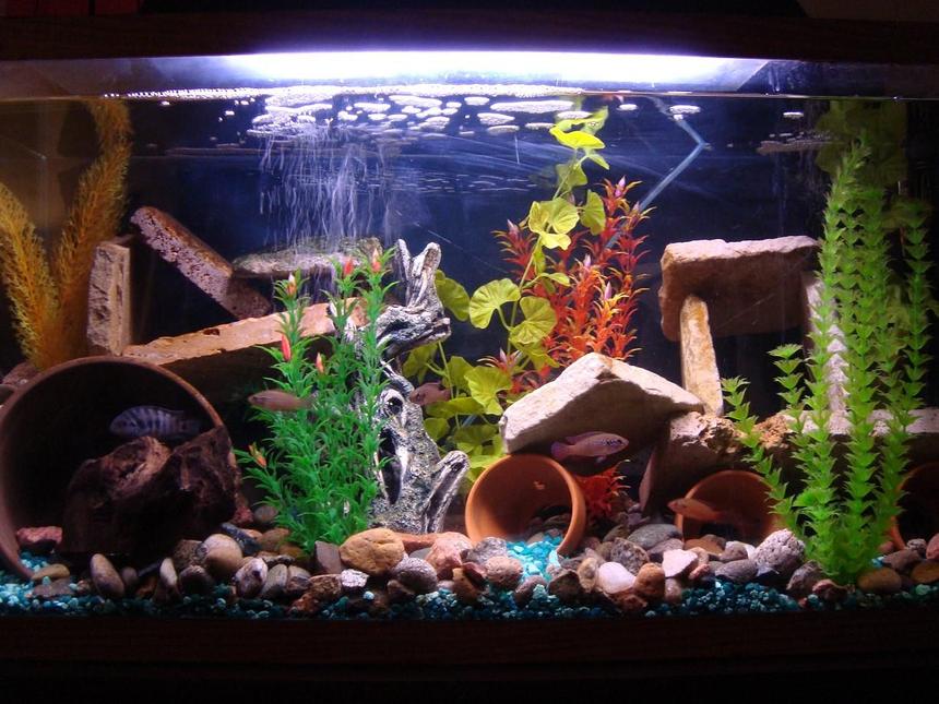Rated #149: 40 Gallons Freshwater Fish Tank - na