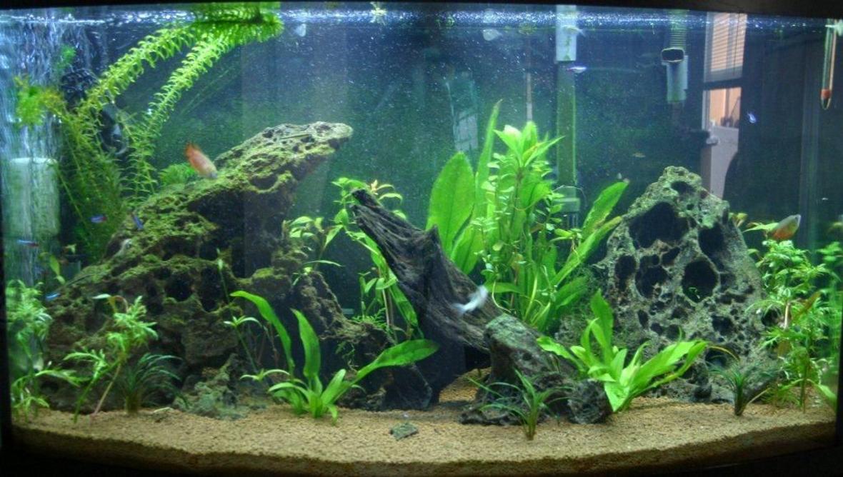 46 gallons planted tank (mostly live plants and fish) - Just getting back into fish tanks again, this is about 6 weeks into my first attempt at a freshwater planted tank.