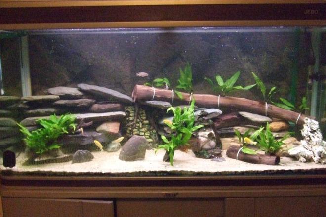 75 gallons freshwater fish tank (mostly fish and non-living decorations) - 75gal Lake Malawi Cichlids