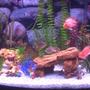 fish tank picture - Freshwater Fish
