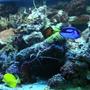 fish tank picture - reef creatures