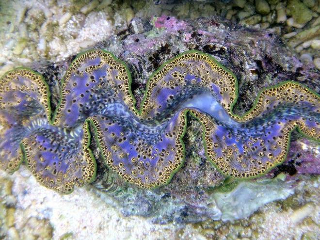 corals inverts - tridacna maxima - maxima clam stocking in 1500 gallons tank - Tridacna Maxima from Tahiti 7"