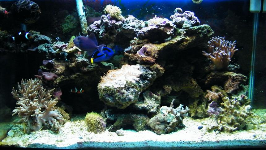 Rated #60: 29 Gallons Reef Tank - my tank