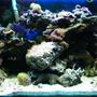 29 gallons reef tank (mostly live coral and fish) - my tank