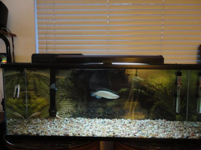 60 gallons freshwater fish tank (mostly fish and non-living decorations) - 60 gall,Emperor 400,200 watt heat,Florescent light,pebbles size gravel,with amazon back drop.