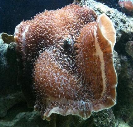 corals inverts - stichodactyla gigantea - true carpet anemone stocking in 125 gallons tank - Giant Carpet