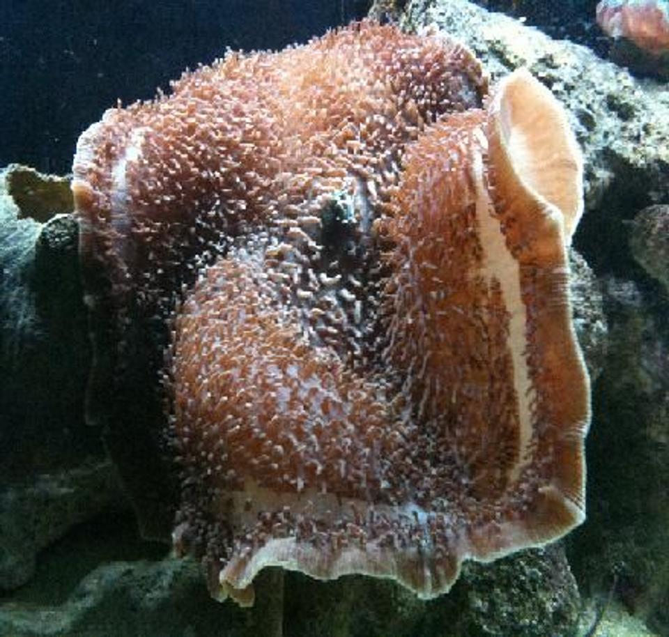 corals inverts - stichodactyla gigantea - true carpet anemone stocking in 125 gallons tank - Giant Carpet