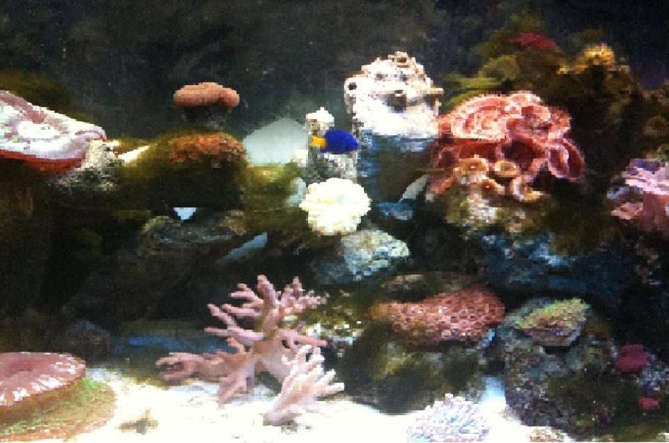 corals inverts - seriatopora hystrix - birdsnest coral stocking in 125 gallons tank - MiddleLeft side