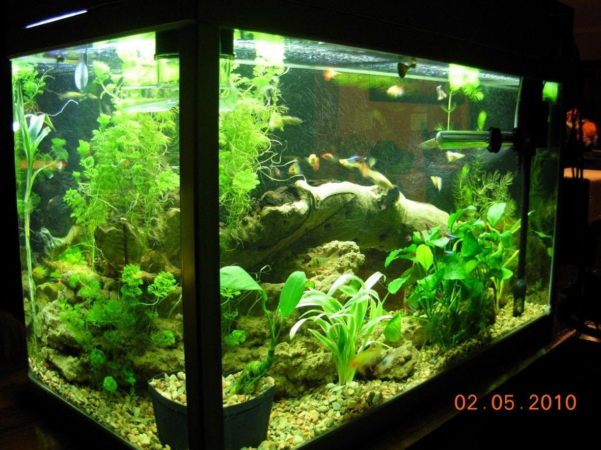 47 gallons planted tank (mostly live plants and fish) - Rear view of my 180L Tank. My first ever fish tank, running now for 6 months. All advice and tips welcome.