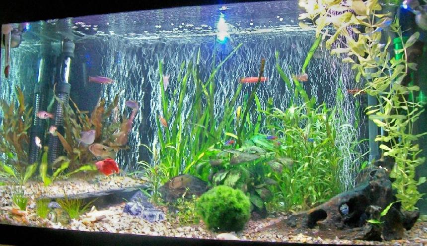 Rated #187: 25 Gallons Freshwater Fish Tank - My tank