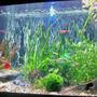 25 gallons freshwater fish tank (mostly fish and non-living decorations) - My tank