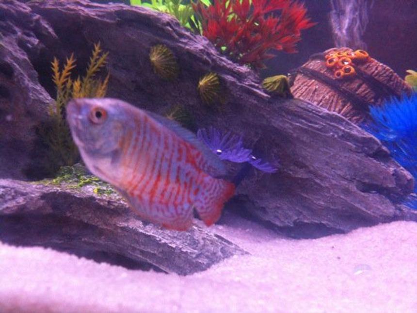 Rated #75: Freshwater Fish - Colisa Lalia - Neon Blue Dwarf Gourami Stocking In 36 Gallons Tank - Neon Blue Dwarf Guarami.