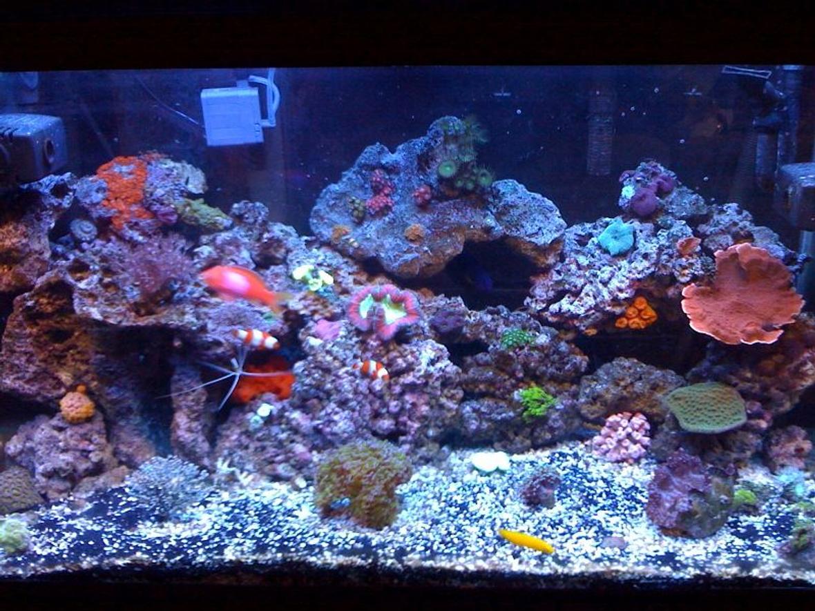 65 gallons reef tank (mostly live coral and fish) - My 65