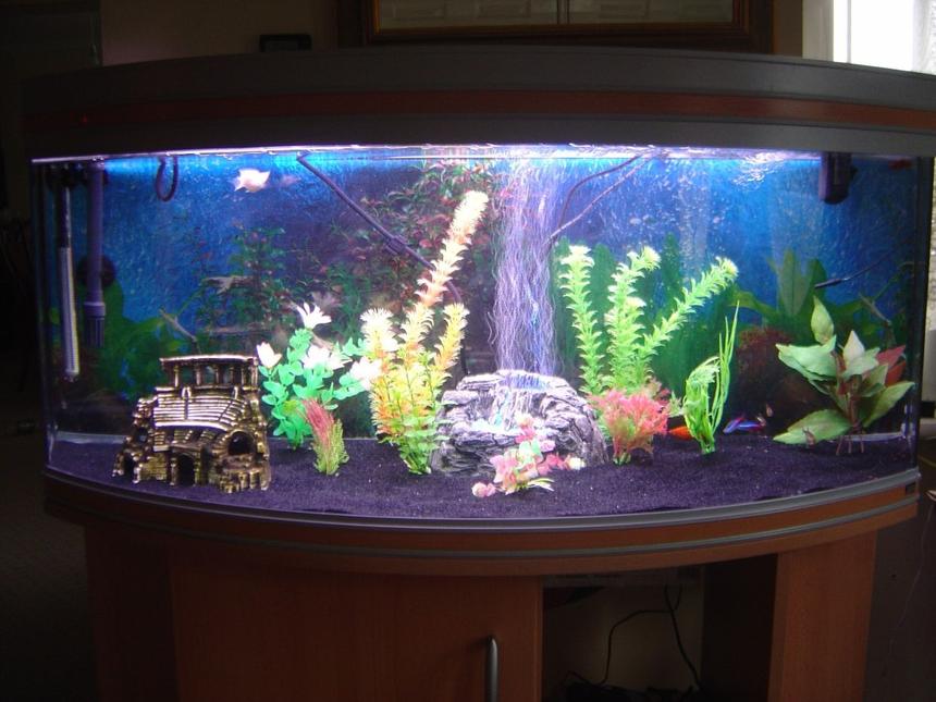 Rated #258: 32 Gallons Freshwater Fish Tank - Main pic from the front, (recently cleaned :))
