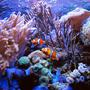 saltwater fish - amphiprion percula - true percula clownfish stocking in 125 gallons tank - Perculas at home
