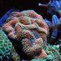 corals inverts - ricordea florida - ricordea mushroom, gold/orange (caribbean) stocking in 125 gallons tank - Ricordia