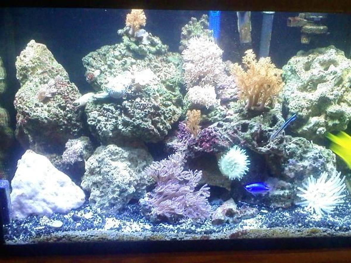 20 gallons reef tank (mostly live coral and fish) - my first saltwater tank