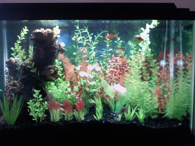 29 gallons freshwater fish tank (mostly fish and non-living decorations) - 29 gallon freshwater
