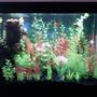 29 gallons freshwater fish tank (mostly fish and non-living decorations) - 29 gallon freshwater