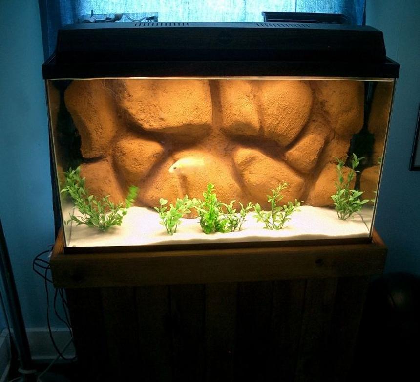 Rated #319: 55 Gallons Freshwater Fish Tank - New DIY 3d background