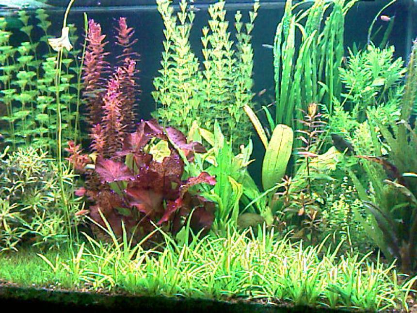 Rated #54: 52 Gallons Planted Tank - This is my planted tank 200 liter