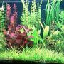 52 gallons planted tank (mostly live plants and fish) - This is my planted tank 200 liter