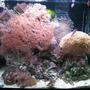 34 gallons reef tank (mostly live coral and fish) - Red Sea Max