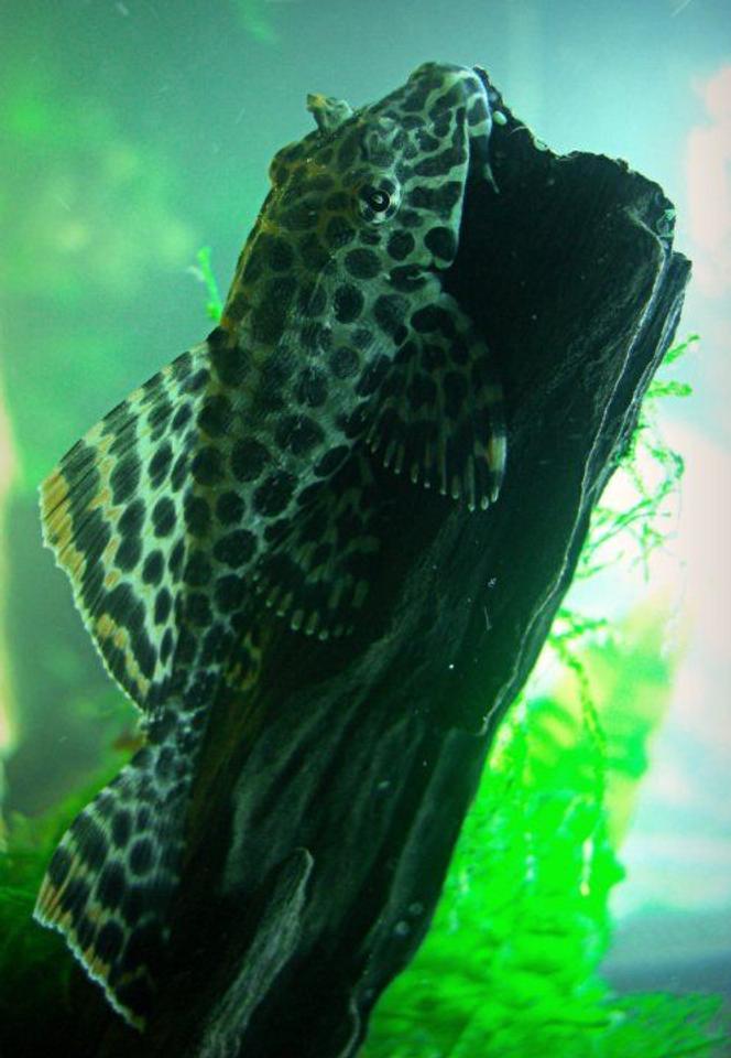 freshwater fish - glyptoperichthys gibbiceps - sailfin pleco (l-83) stocking in 1200 gallons tank - Gibbicep Pleco!