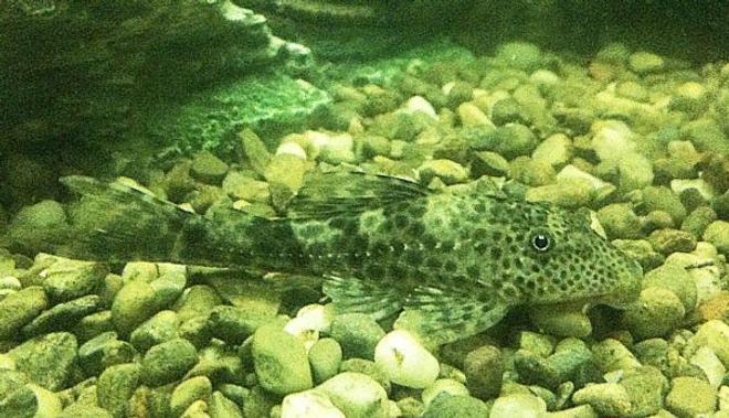 freshwater fish - glyptoperichthys gibbiceps - sailfin pleco (l-83) stocking in 1200 gallons tank - Baby spotted sailfin pleco