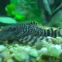 freshwater fish - peckoltia vermiculata - tiger pleco (l-02) stocking in 1200 gallons tank - Tiger Pleco!