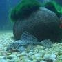 freshwater fish - glyptoperichthys gibbiceps - sailfin pleco (l-83) stocking in 1200 gallons tank - Gibbicep pleco and clown loach