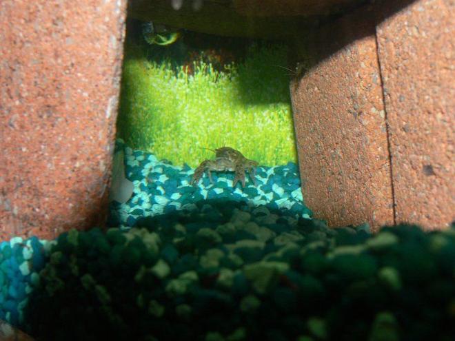 corals inverts - procambarus sp. - marble crayfish stocking in 1200 gallons tank - the crayfish i caught in the local creek and a ghost shrimp creeping in the corner
