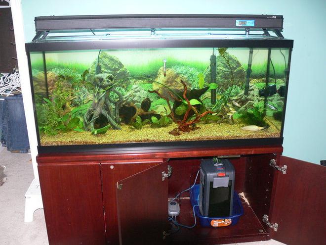 1200 gallons freshwater fish tank (mostly fish and non-living decorations) - the 120 gallon