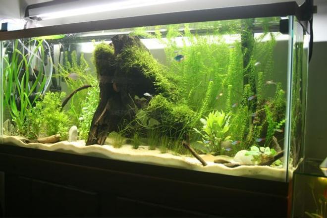 75 gallons planted tank (mostly live plants and fish) - Planted tank, java moss, and anacharis.