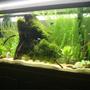 75 gallons planted tank (mostly live plants and fish) - Planted tank, java moss, and anacharis.