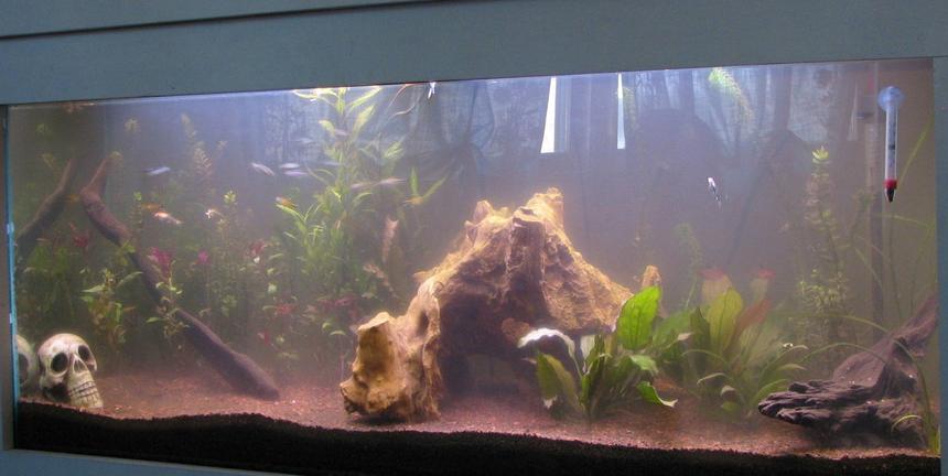 Rated #206: 55 Gallons Planted Tank - This is my No Tech Planted Tank