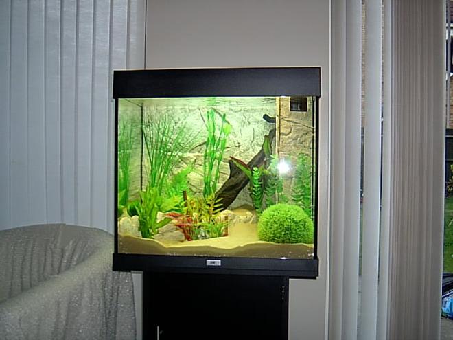 280 gallons planted tank (mostly live plants and fish) - new gold fish tnak