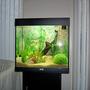 280 gallons planted tank (mostly live plants and fish) - new gold fish tnak